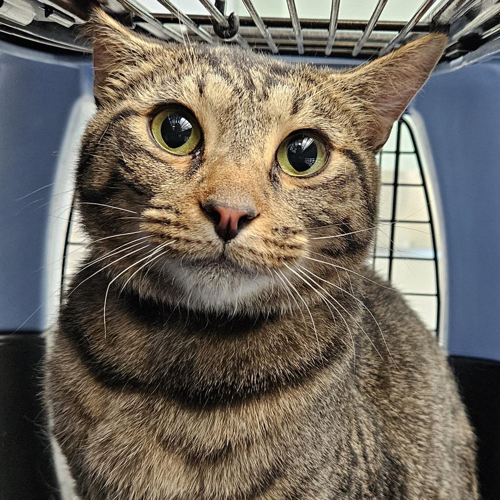 Enlarge Marcel (Naranchia), a Adoptable Domestic Short Hair in Lakewood, CO image 2/3