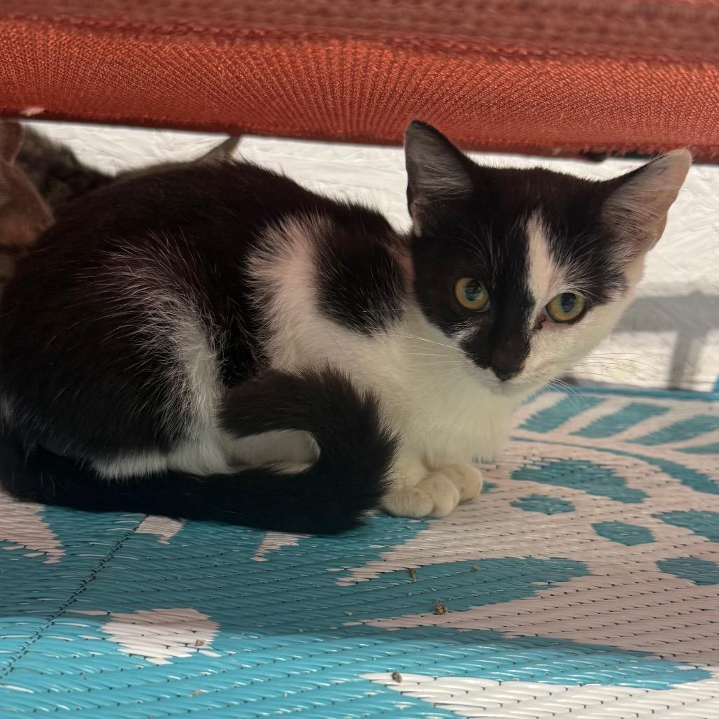 Enlarge Hunter, a Adoptable Domestic Short Hair in Garfield, AR image 1/1