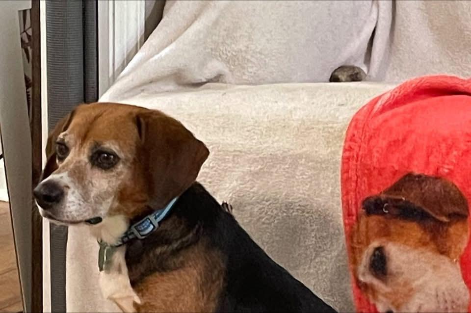 Barbara, Adopted, Senior Female Beagle.