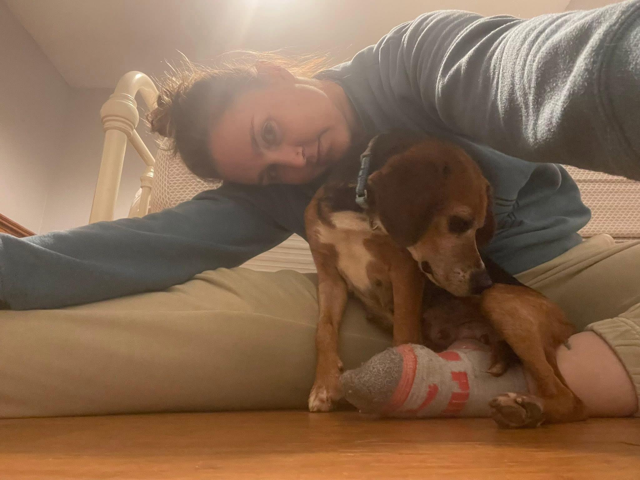 Barbara, a Adopted Beagle in Knoxville, TN image 2/4