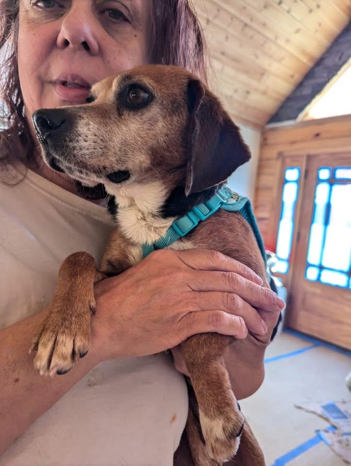 Barbara, a Adopted Beagle in Knoxville, TN image 4/4