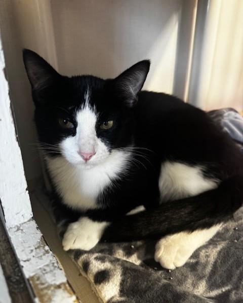 Enlarge Scallywag, a Adoptable Domestic Short Hair in Hutchinson, MN image 4/5