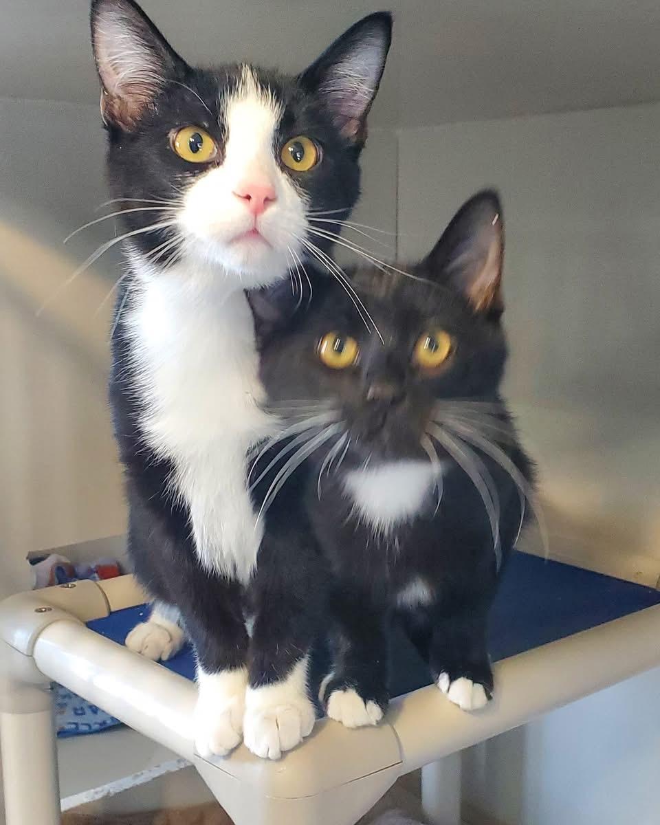 Enlarge Scallywag, a Adoptable Domestic Short Hair in Hutchinson, MN image 5/5