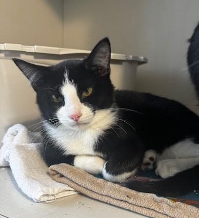 Enlarge Scallywag, a Adoptable Domestic Short Hair in Hutchinson, MN image 2/5