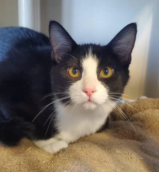 Scallywag, Adoptable, Young Male Domestic Short Hair.