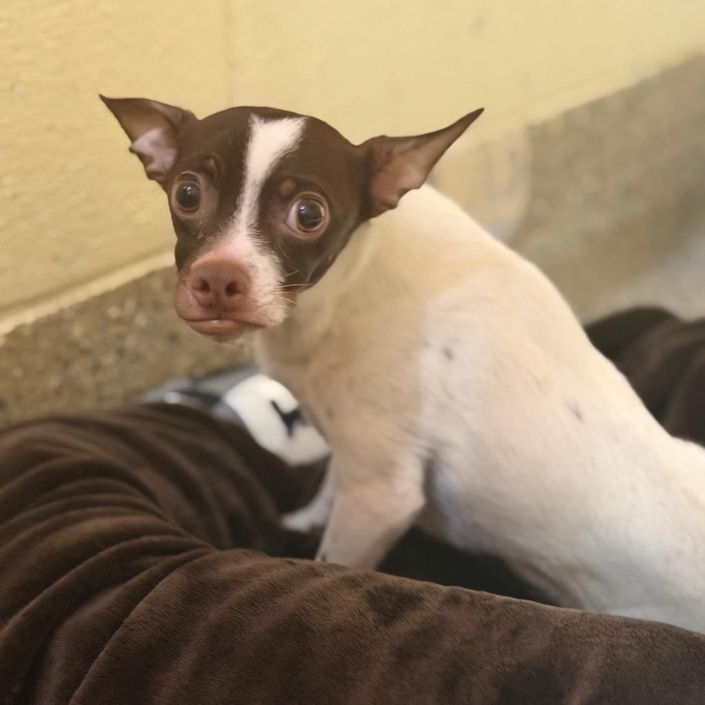 Cassian, a Adoptable Chihuahua in Pensacola, FL image 1/2