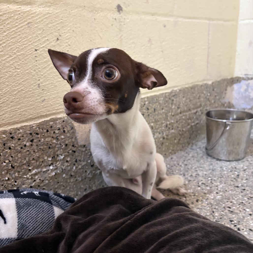 Cassian, a Adoptable Chihuahua in Pensacola, FL image 2/2
