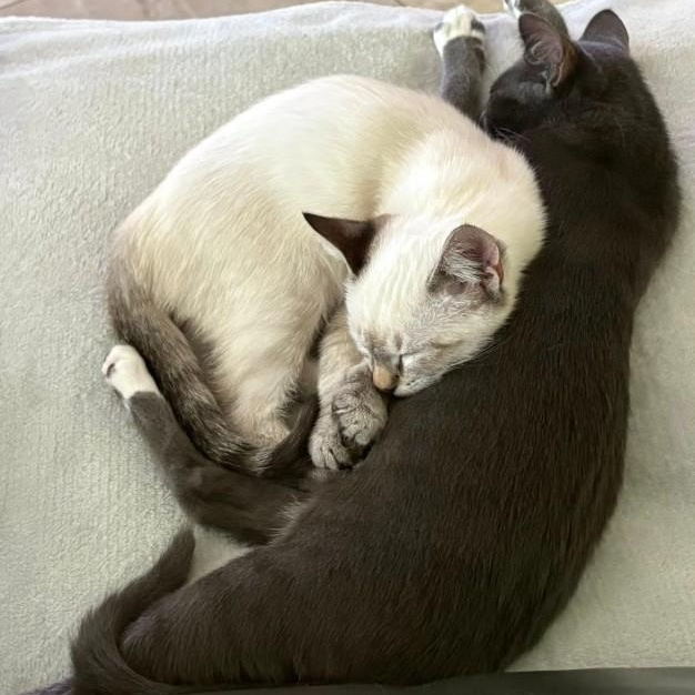 Enlarge Frosty and Graycie, a Adopted Domestic Short Hair in Duette, FL image 1/3