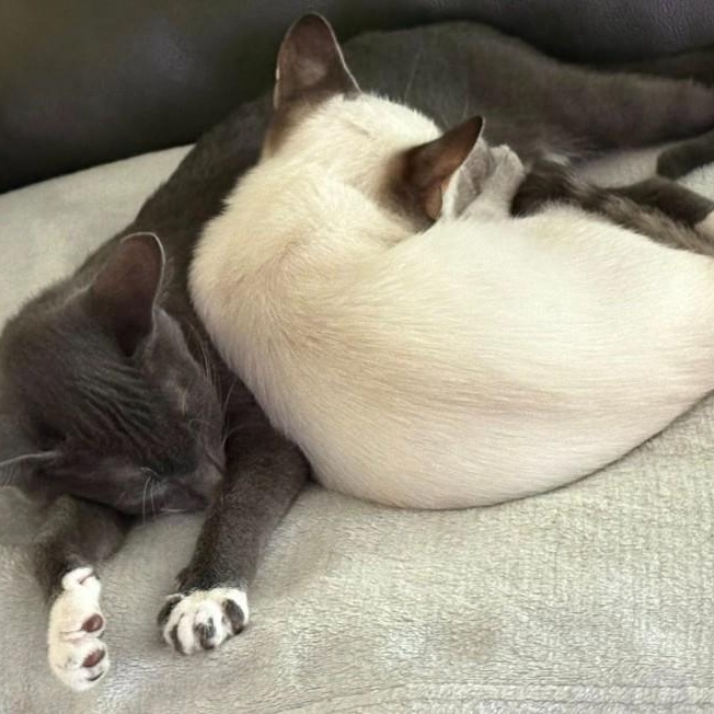 Enlarge Frosty and Graycie, a Adopted Domestic Short Hair in Duette, FL image 2/3