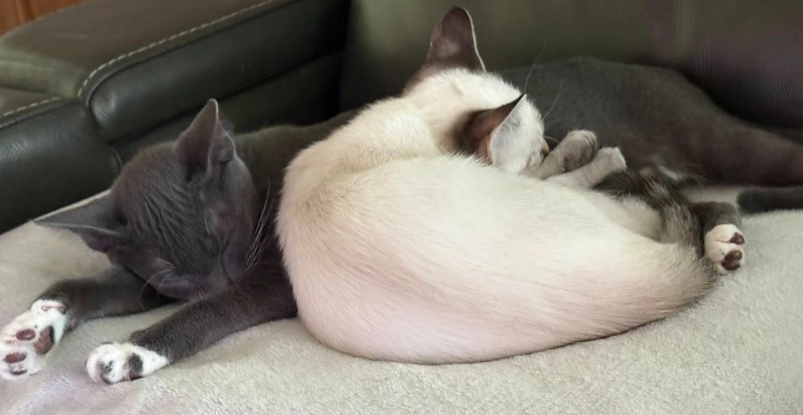 Enlarge Frosty and Graycie, a Adopted Domestic Short Hair in Duette, FL image 3/3