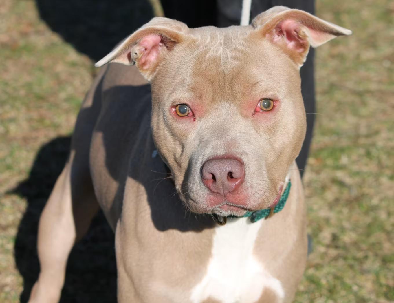 Enlarge JACK (Vision Impairment), a ADOPTABLE Pit Bull Terrier in Wyandotte, MI image 3/4