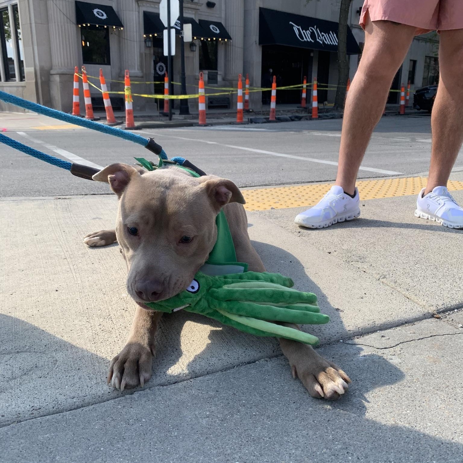 JACK (Vision Impairment), a ADOPTABLE Pit Bull Terrier in Wyandotte, MI image 3/6