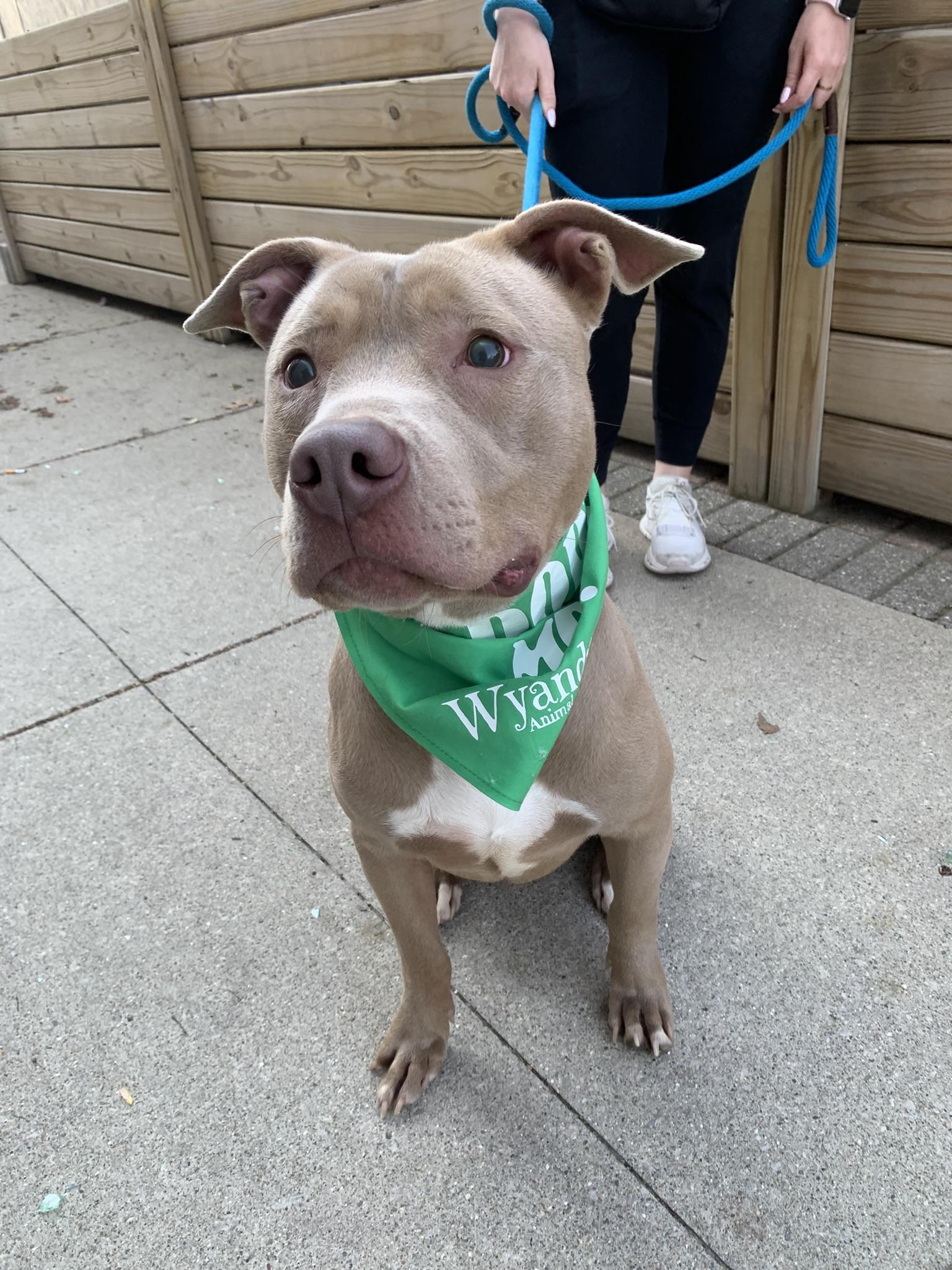 JACK (Vision Impairment), a ADOPTABLE Pit Bull Terrier in Wyandotte, MI image 4/6