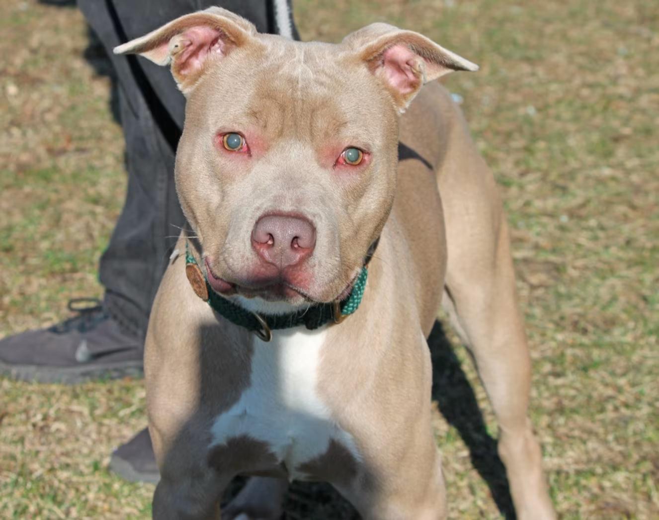 Enlarge JACK (Vision Impairment), a ADOPTABLE Pit Bull Terrier in Wyandotte, MI image 4/4