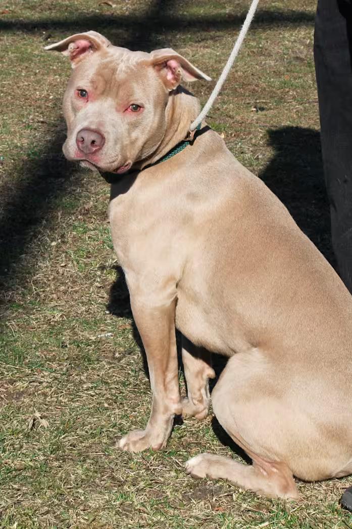 Enlarge JACK (Vision Impairment), a ADOPTABLE Pit Bull Terrier in Wyandotte, MI image 1/4