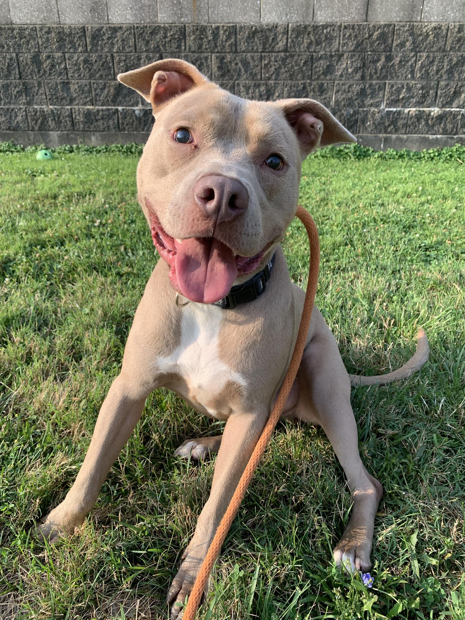 JACK (Vision Impairment), ADOPTABLE, Adult Male Pit Bull Terrier.