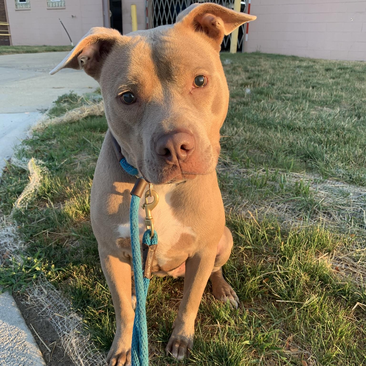 JACK (Vision Impairment), a ADOPTABLE Pit Bull Terrier in Wyandotte, MI image 2/6