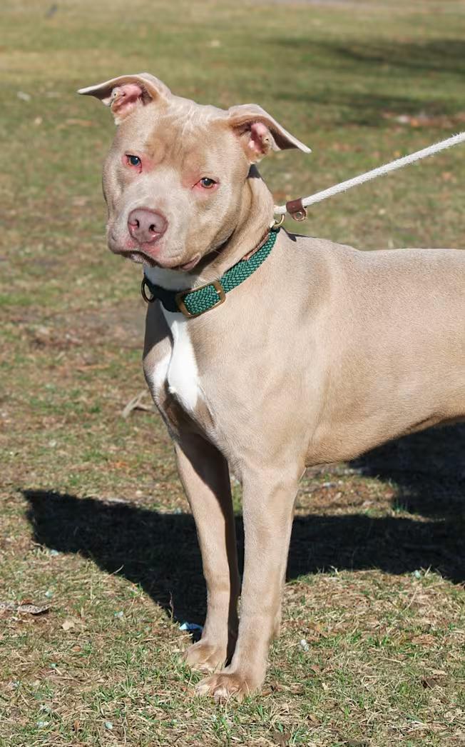 Enlarge JACK (Vision Impairment), a ADOPTABLE Pit Bull Terrier in Wyandotte, MI image 2/4