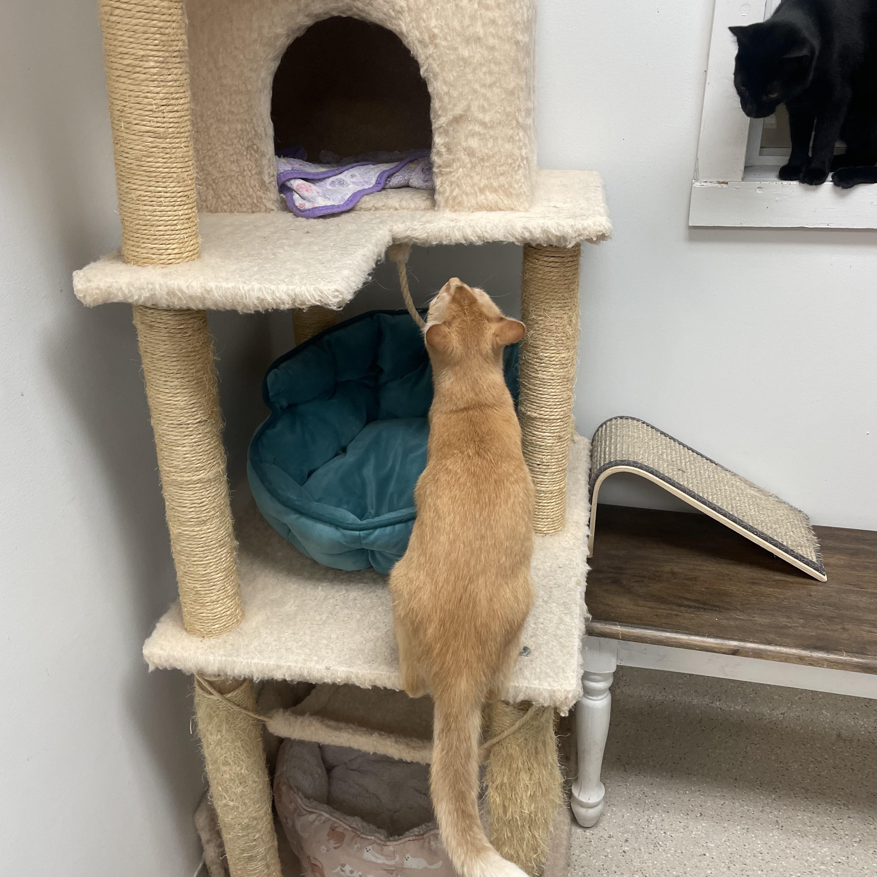 Enlarge Azriel, an adopted Domestic Short Hair in Cincinnati, OH image 2/6