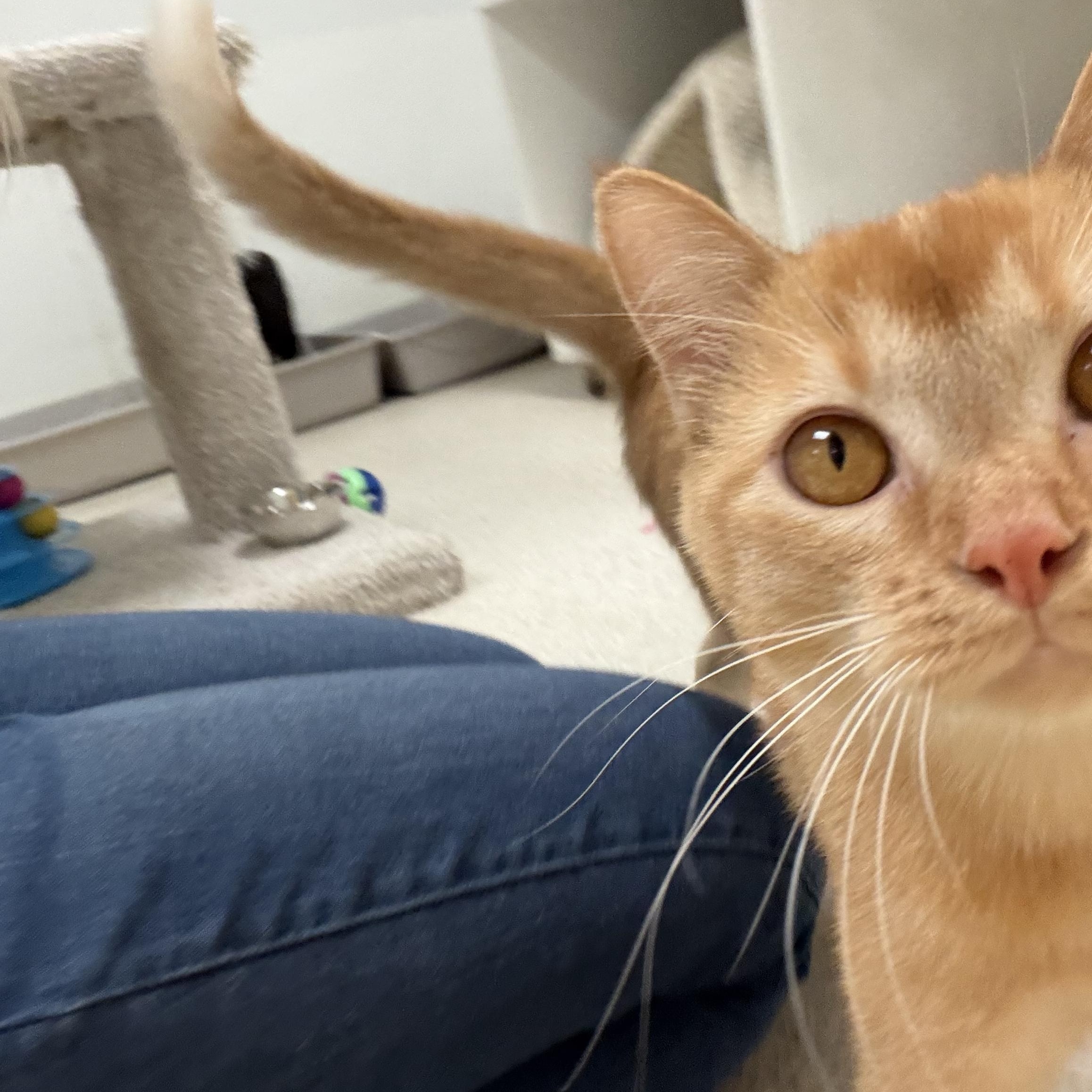 Enlarge Azriel, an adopted Domestic Short Hair in Cincinnati, OH image 6/6