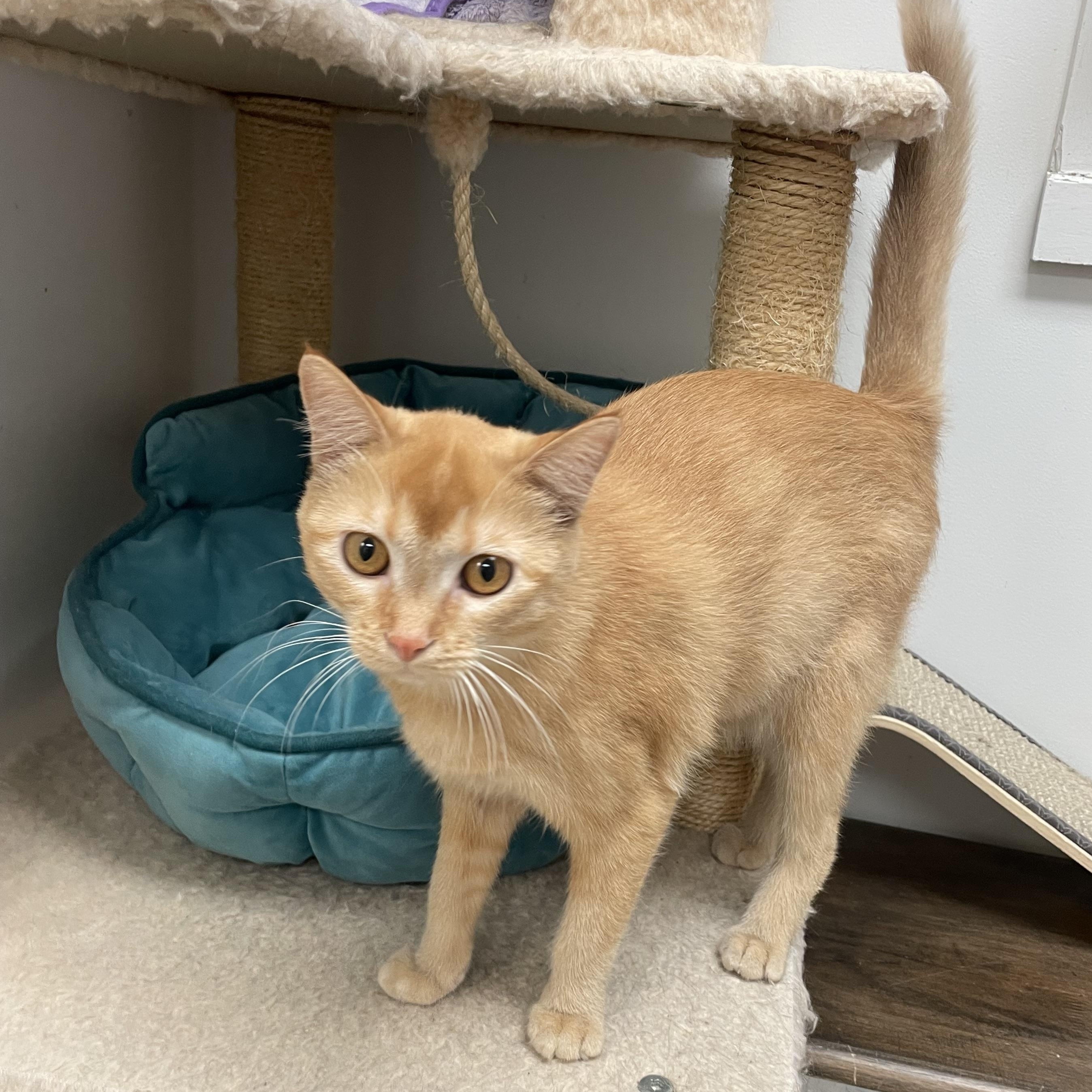 Azriel, adopted, Kitten Female Domestic Short Hair.