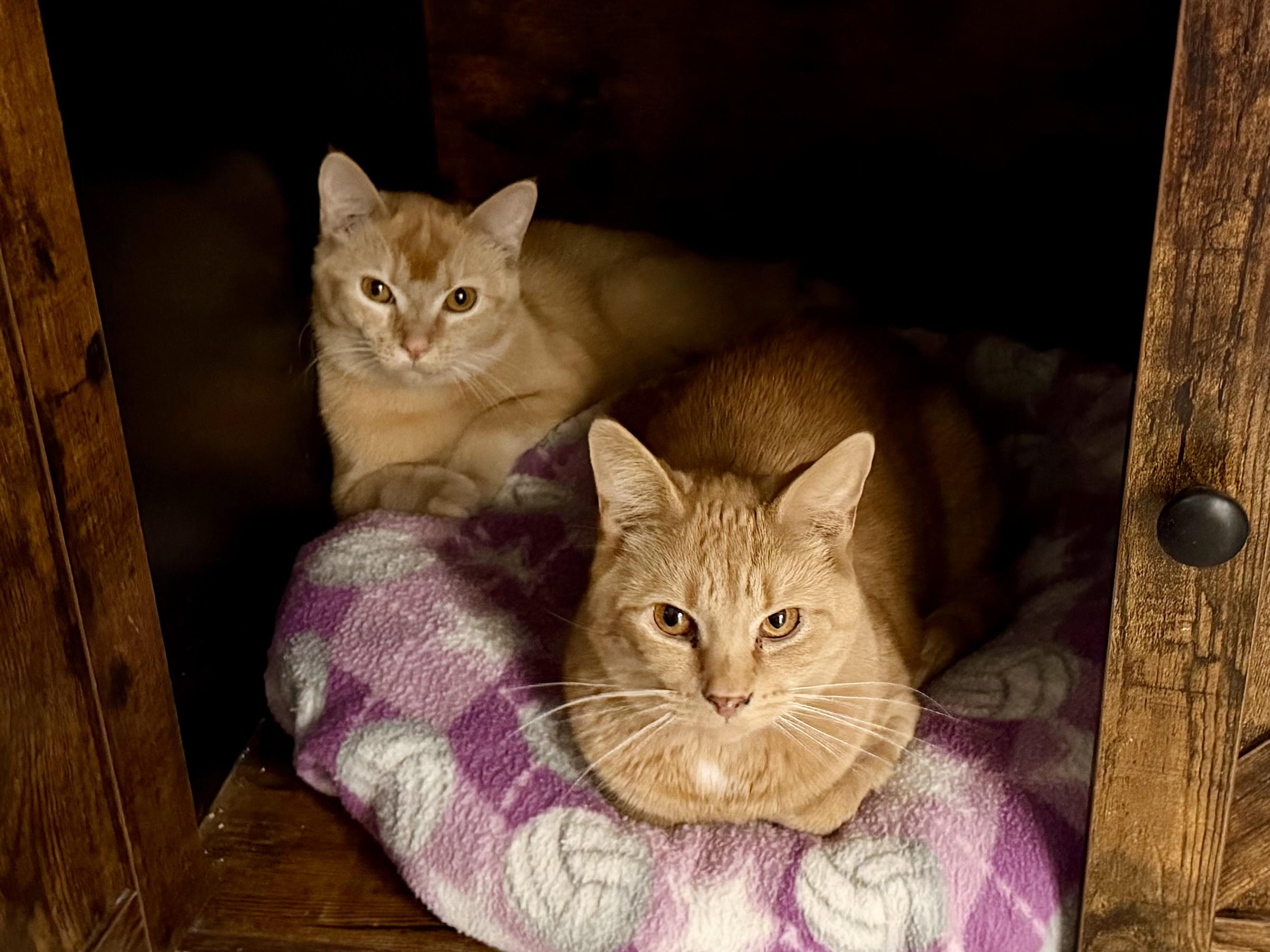 Enlarge Azriel, an adopted Domestic Short Hair in Cincinnati, OH image 5/6
