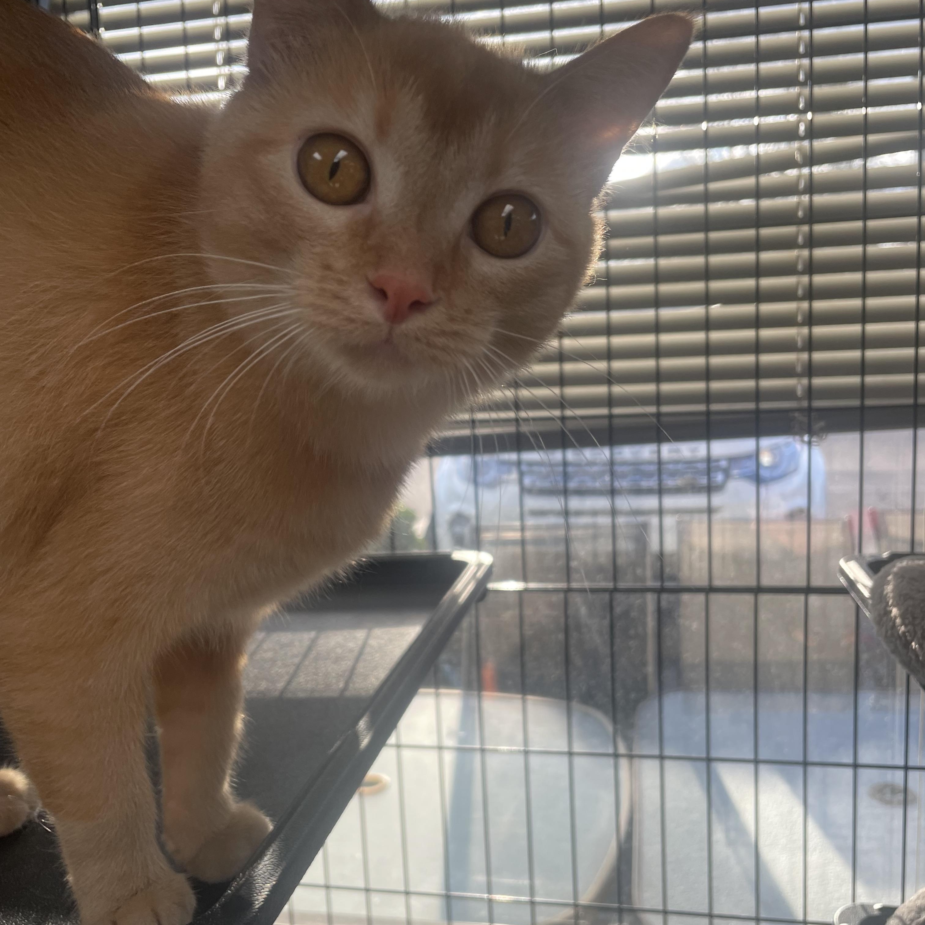 Enlarge Azriel, an adopted Domestic Short Hair in Cincinnati, OH image 3/6