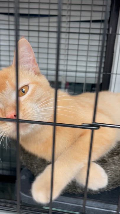 Enlarge Azriel, an adopted Domestic Short Hair in Cincinnati, OH video 4/6