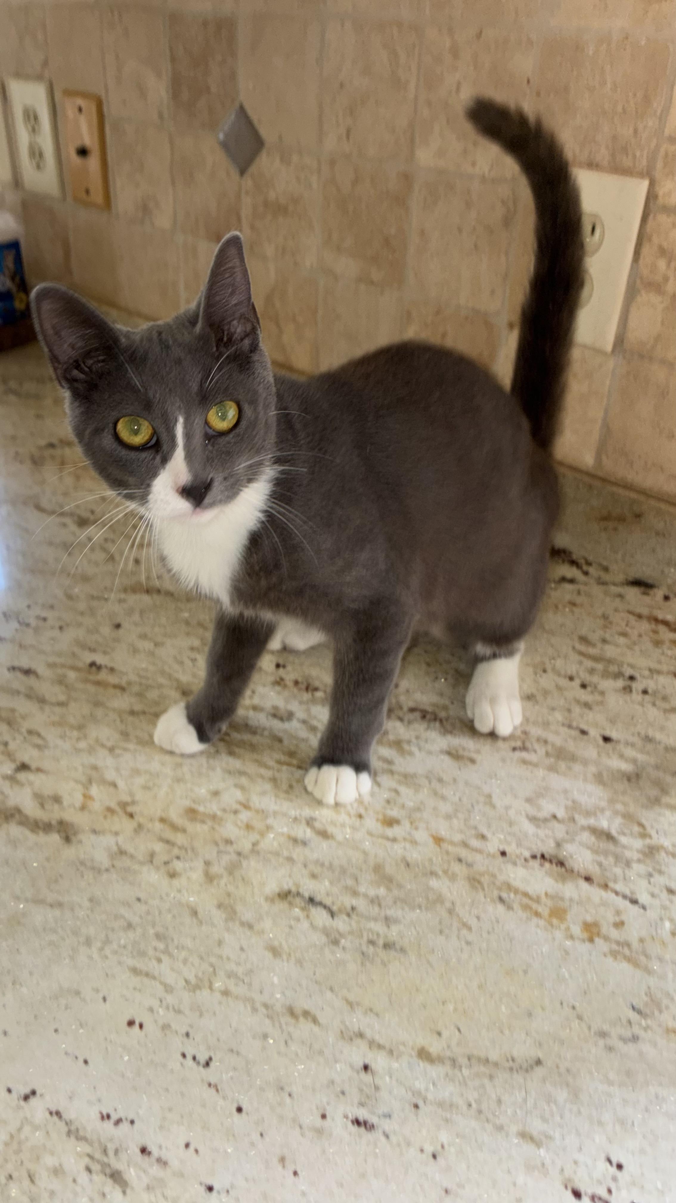 Enlarge Grayson, LOVE BUG, a Adoptable Tuxedo in Mobile, AL image 2/3