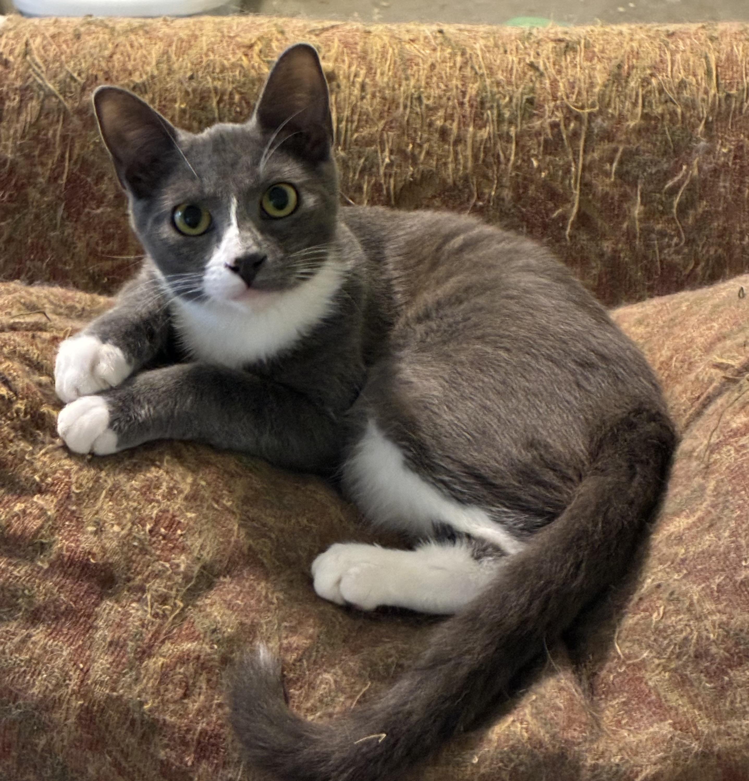 Enlarge Grayson, LOVE BUG, a Adoptable Tuxedo in Mobile, AL image 1/3