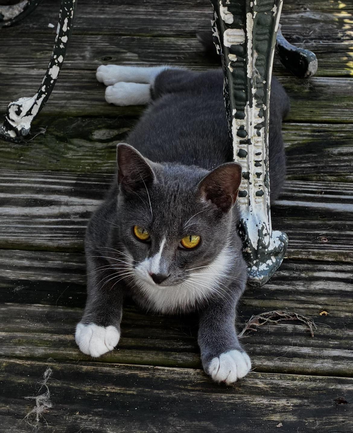 Enlarge Grayson, LOVE BUG, a Adoptable Tuxedo in Mobile, AL image 3/3