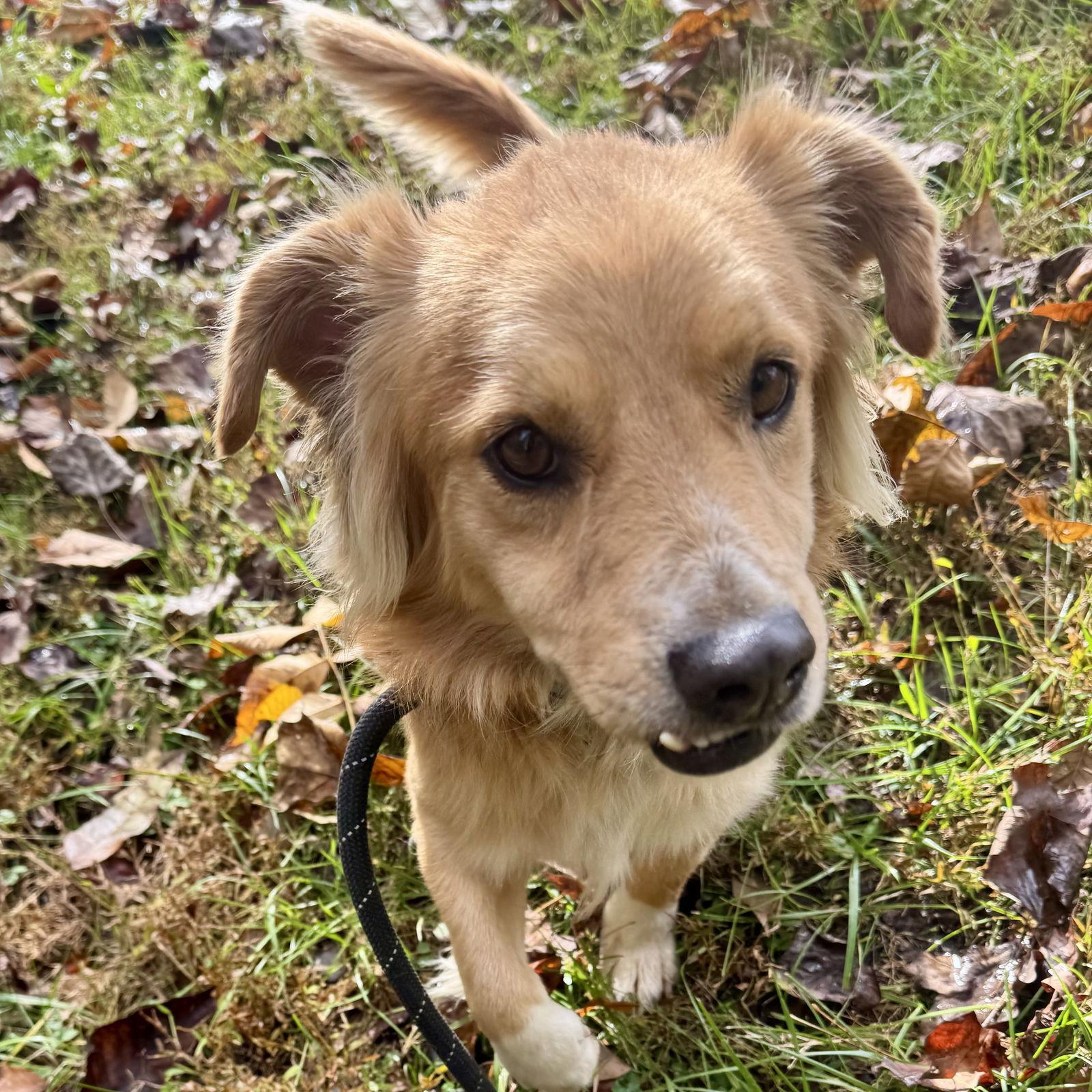 Enlarge Welch, a Adoptable Mixed Breed in Sparta, TN image 1/1