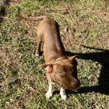 Ruby, a Adoptable Mixed Breed in Mc Cormick, SC image 1/3
