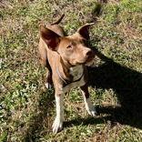 Ruby, a Adoptable Mixed Breed in Mc Cormick, SC image 2/3