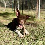 Ruby, a Adoptable Mixed Breed in Mc Cormick, SC image 3/3
