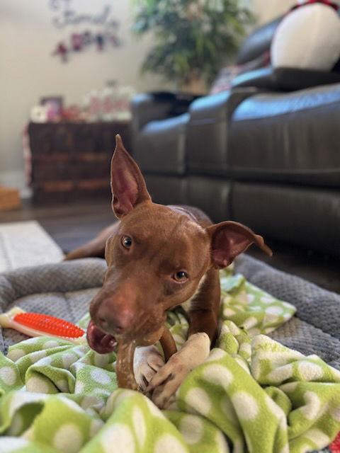 Enlarge Ruby, a Adoptable Mixed Breed in Mc Cormick, SC image 3/3