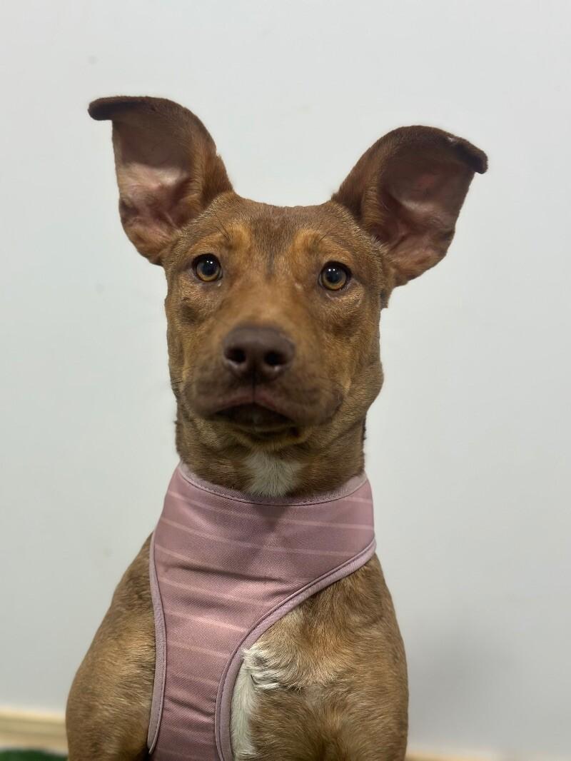 Thomas-One of our Amazing Rescue Dogs, Adoptable, Young Male Basenji & German Pinscher.