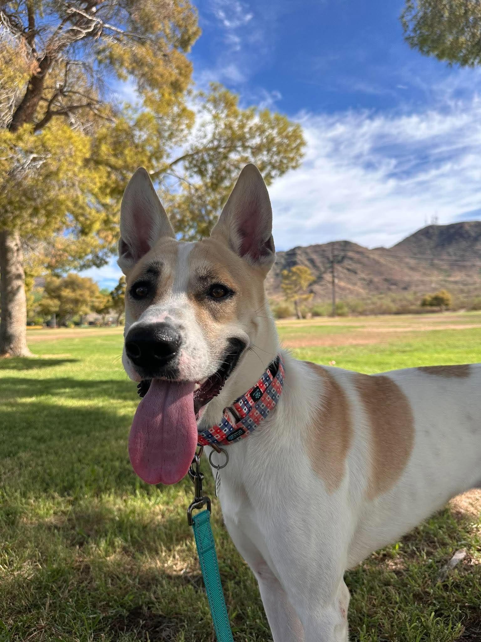 Moonshine, ADOPTABLE, Young Male Ibizan Hound.