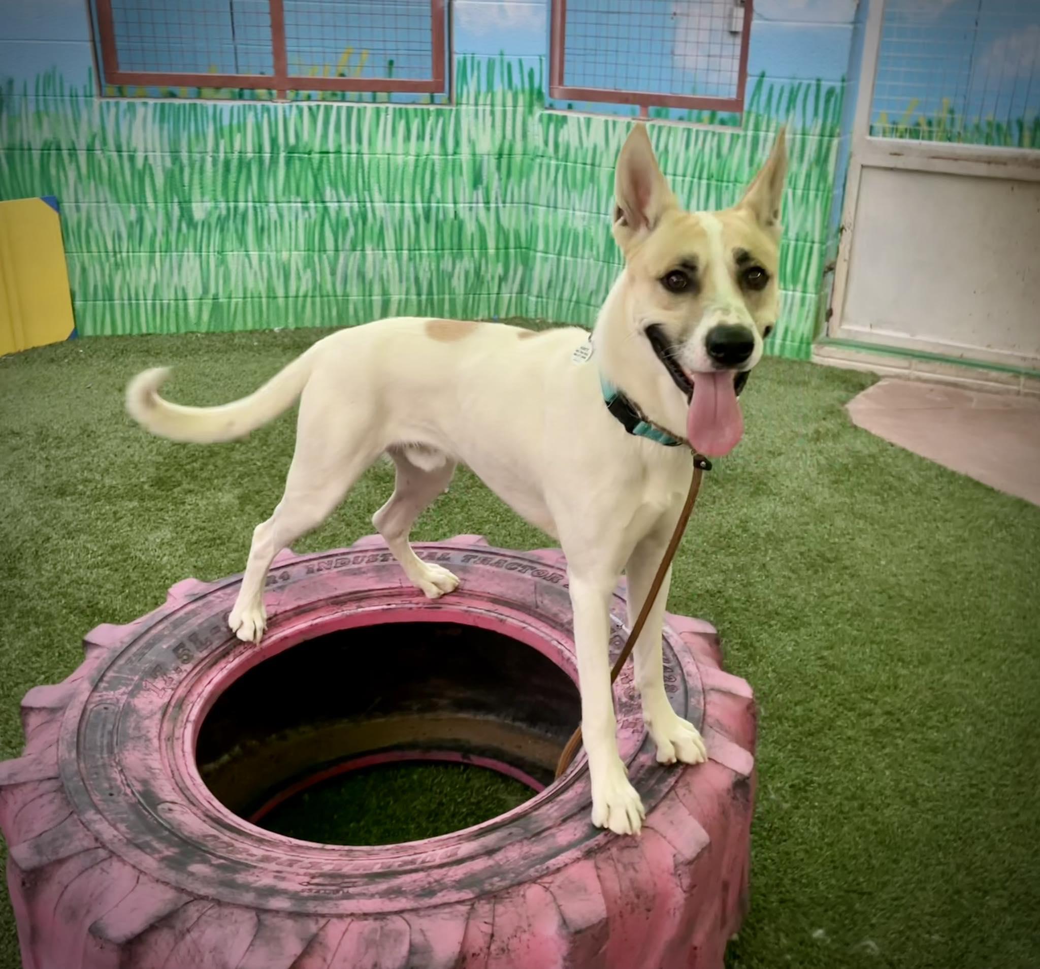 Enlarge Moonshine, a ADOPTABLE mixed breed in Phoenix, AZ image 1/6