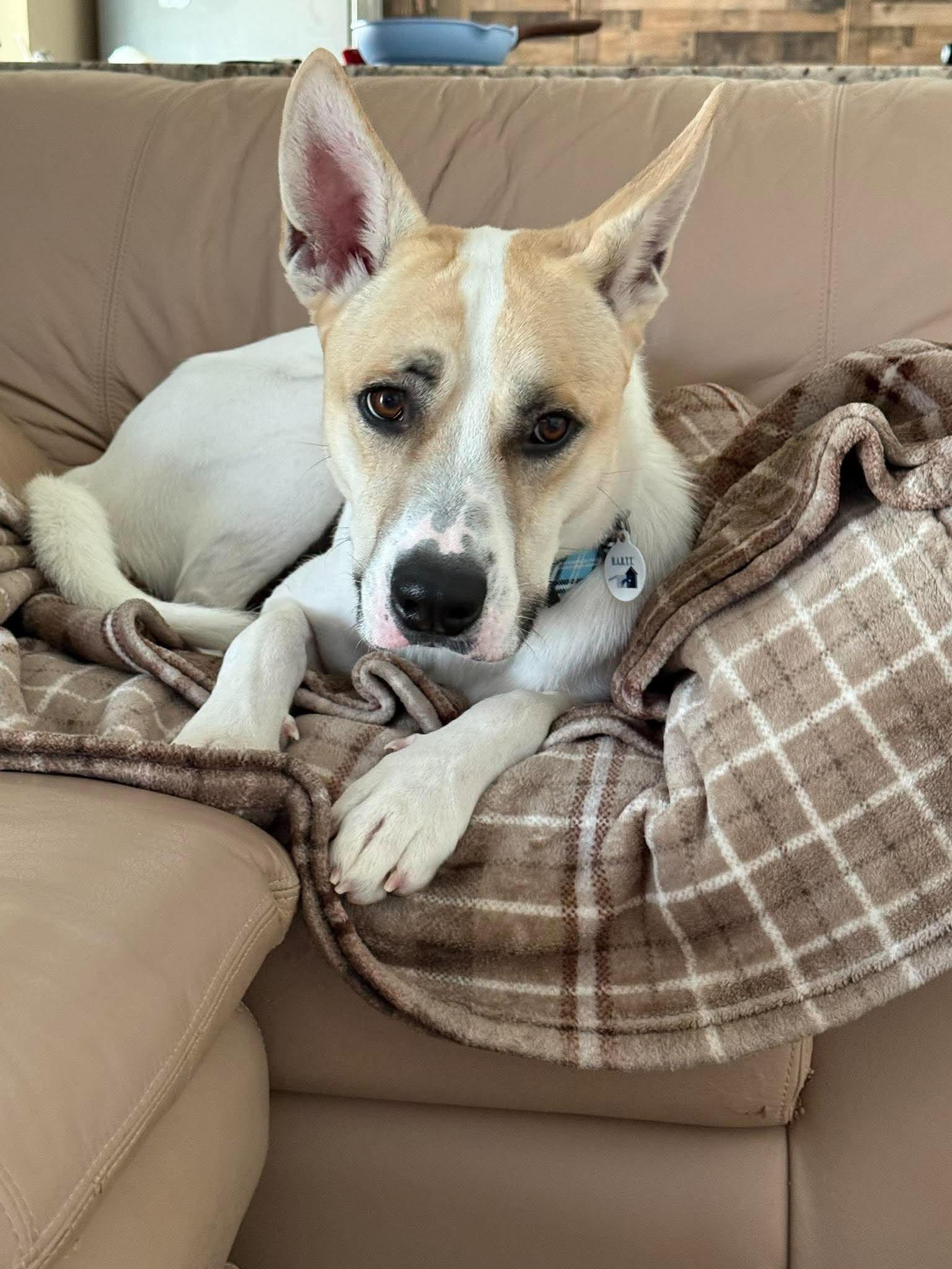 Enlarge Moonshine, a Adoptable mixed breed in Phoenix, AZ image 2/6