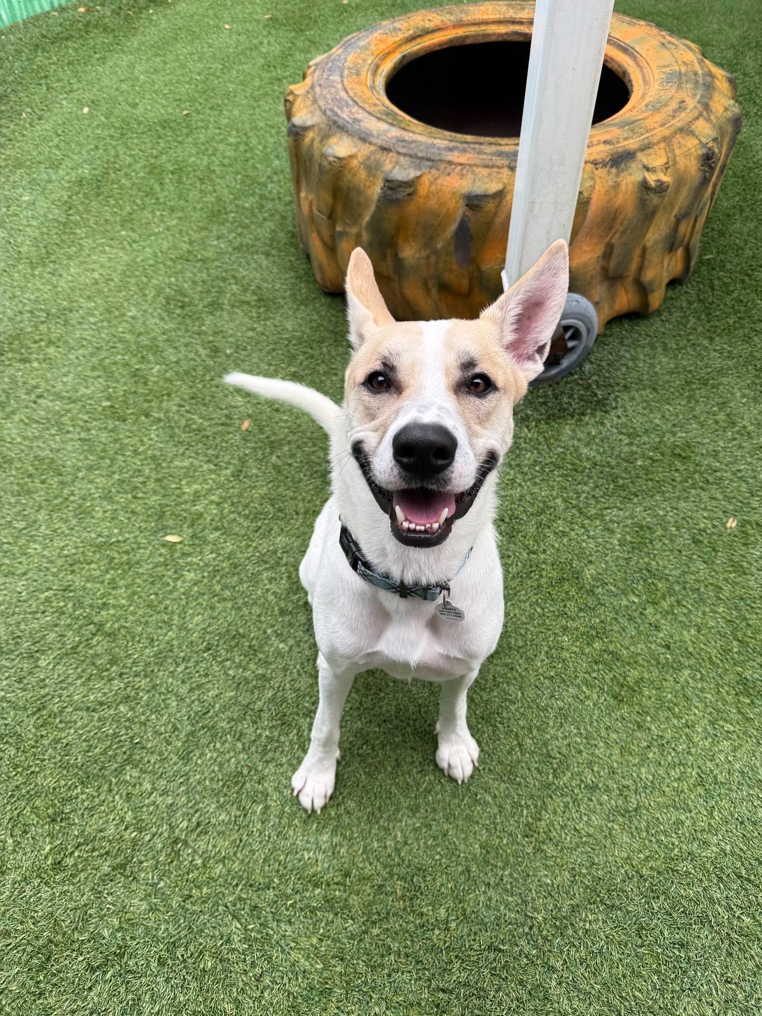 Moonshine, Adoptable, Young Male Ibizan Hound.