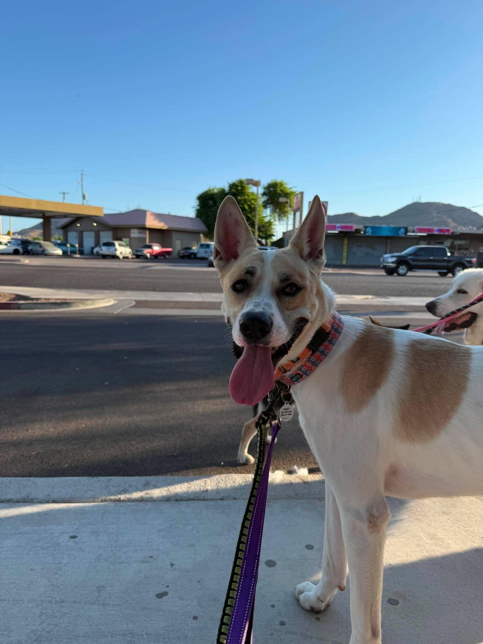 Moonshine, a ADOPTABLE mixed breed in Phoenix, AZ image 2/6