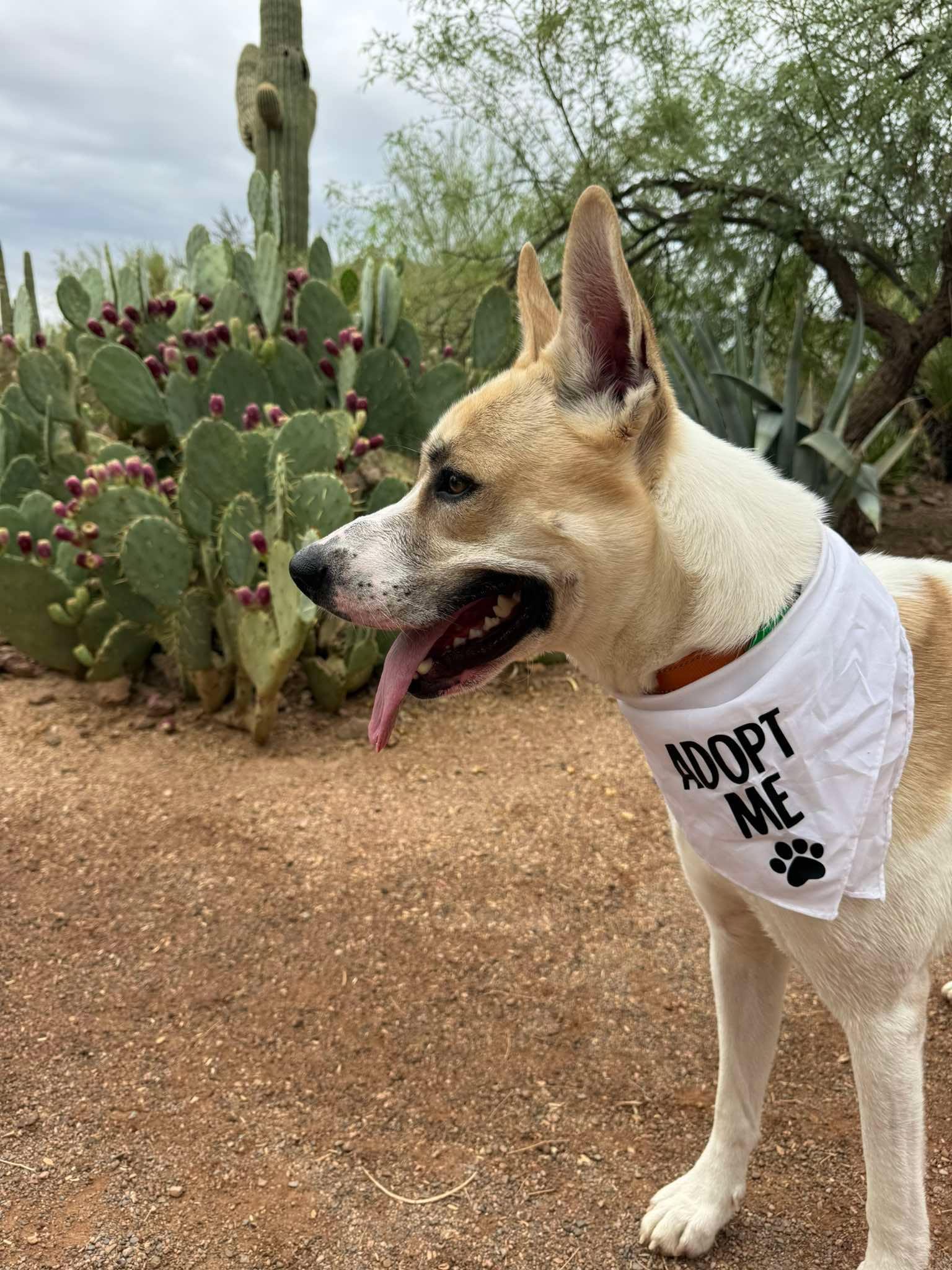 Moonshine, ADOPTABLE, Young Male Ibizan Hound.