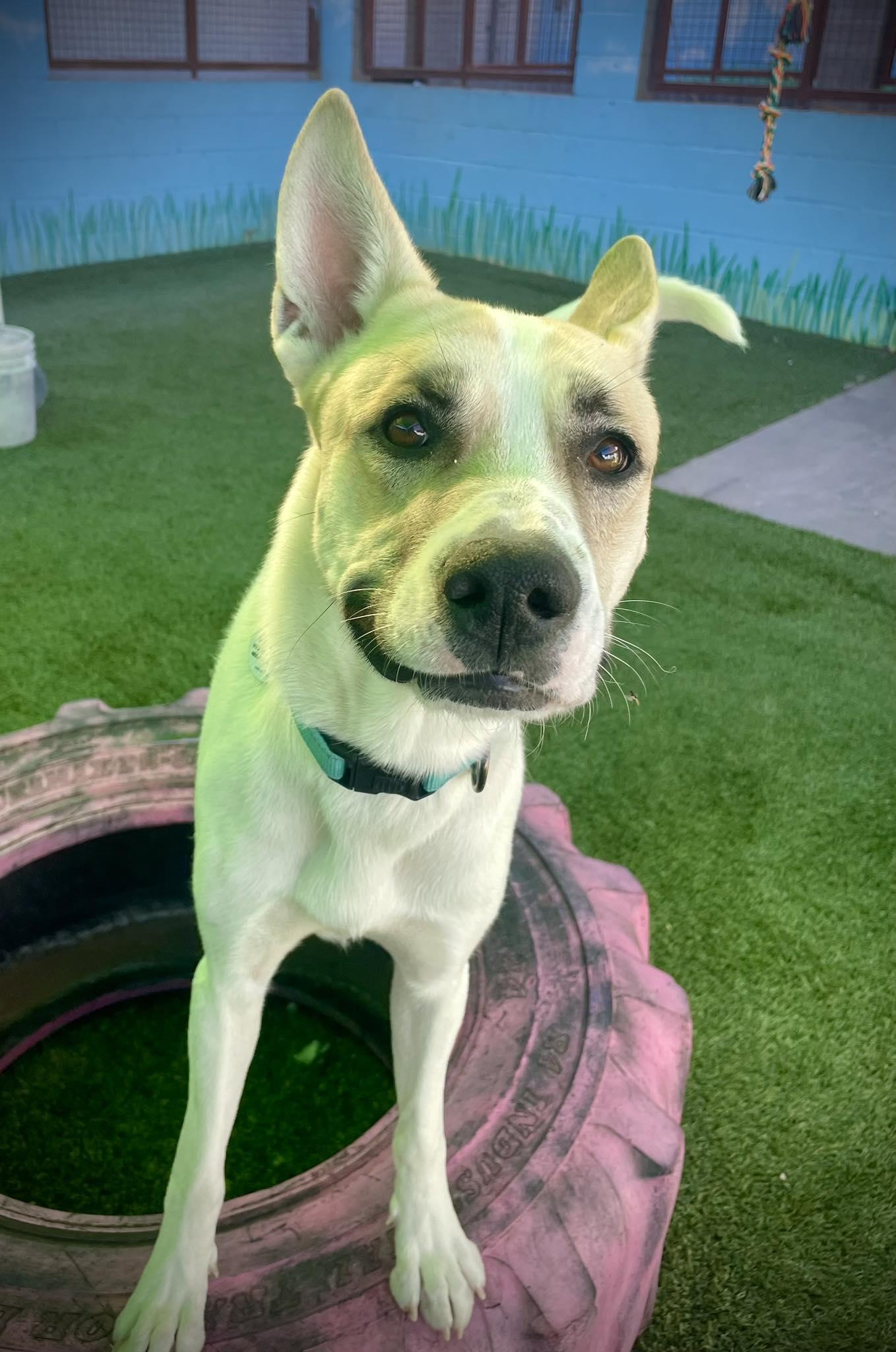 Enlarge Moonshine, a ADOPTABLE mixed breed in Phoenix, AZ image 2/6