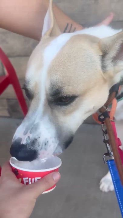 Enlarge Moonshine, a ADOPTABLE mixed breed in Phoenix, AZ video 3/6