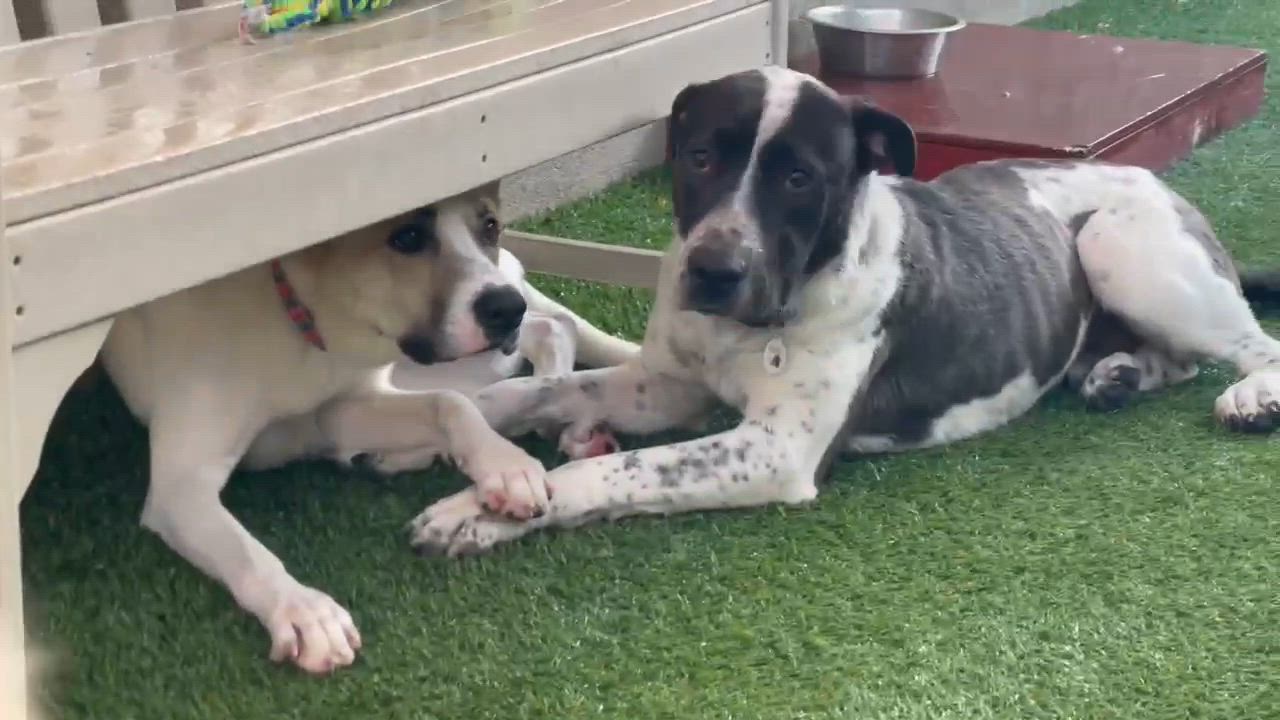 Enlarge Moonshine, a ADOPTABLE mixed breed in Phoenix, AZ video 5/6