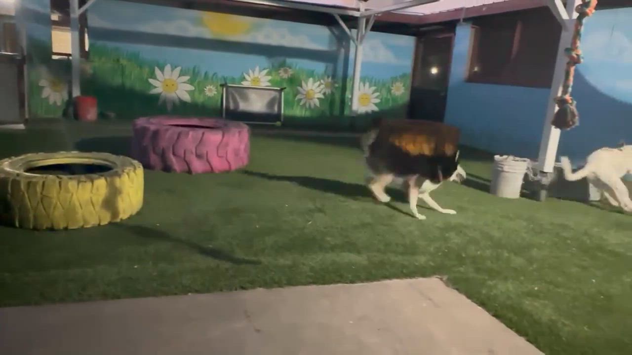 Enlarge Moonshine, a ADOPTABLE mixed breed in Phoenix, AZ video 6/6