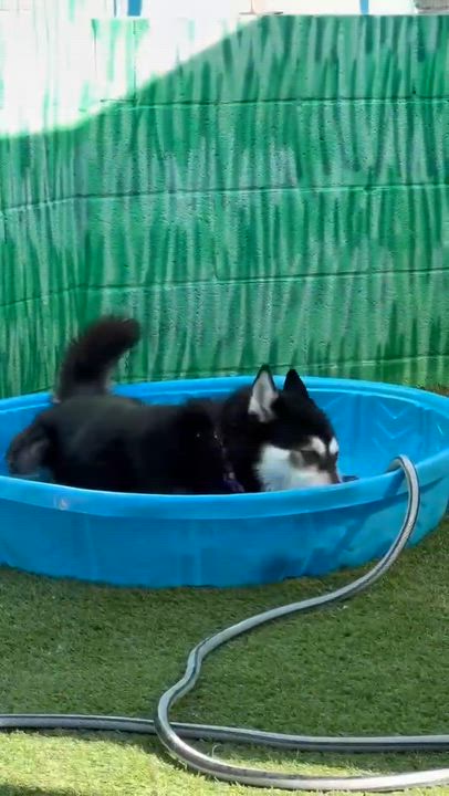Enlarge Moonshine, a ADOPTABLE mixed breed in Phoenix, AZ video 6/6
