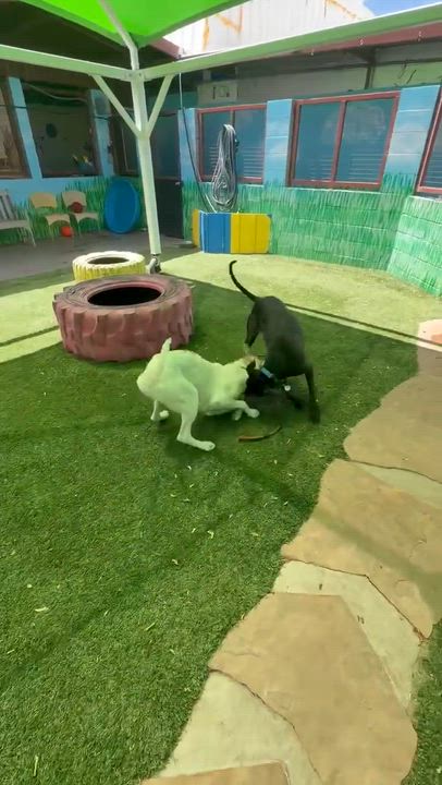 Enlarge Moonshine, a ADOPTABLE mixed breed in Phoenix, AZ video 5/6