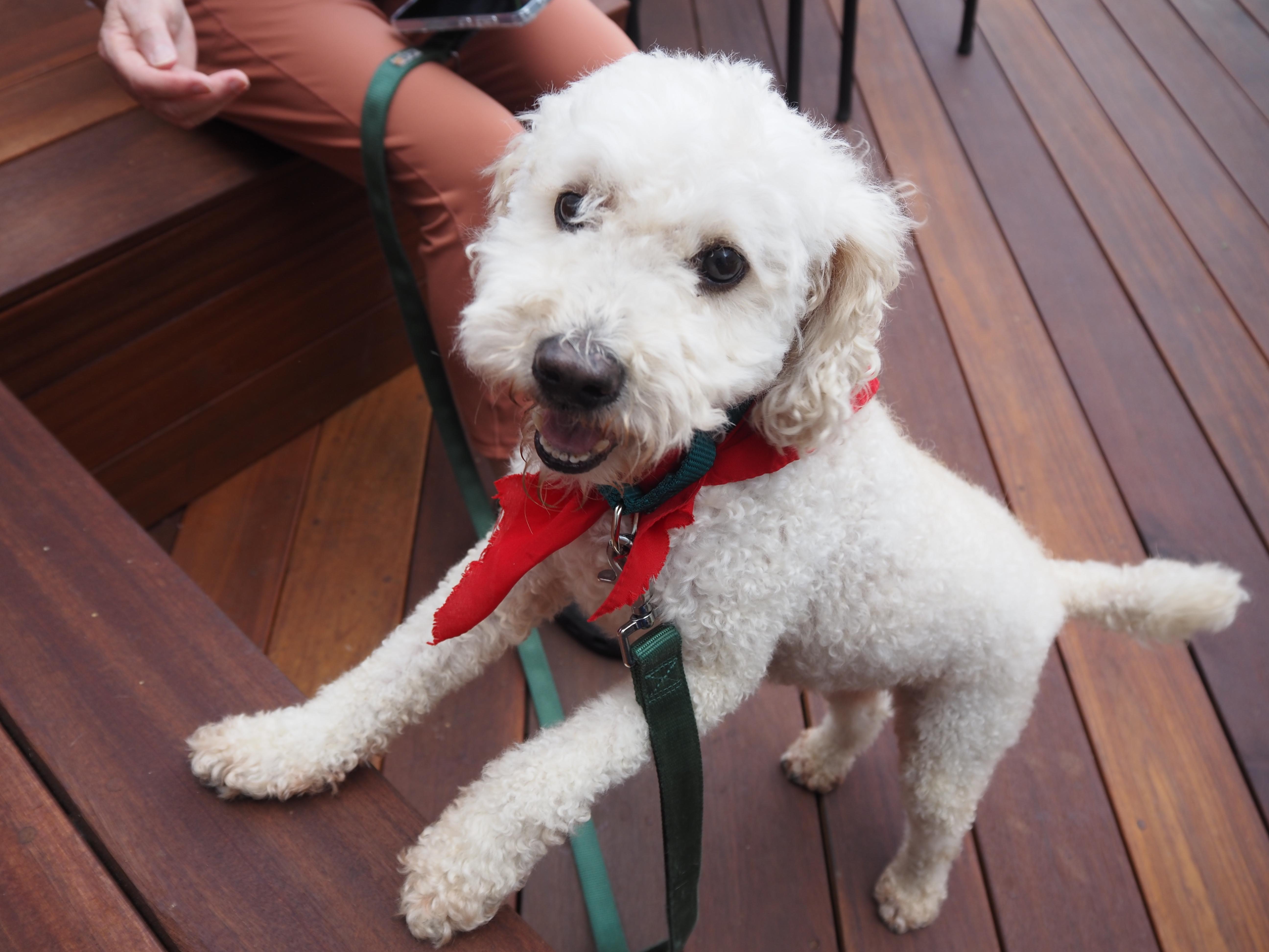 Enlarge Puddles, a Adoptable Poodle in Los Angeles, CA image 2/3